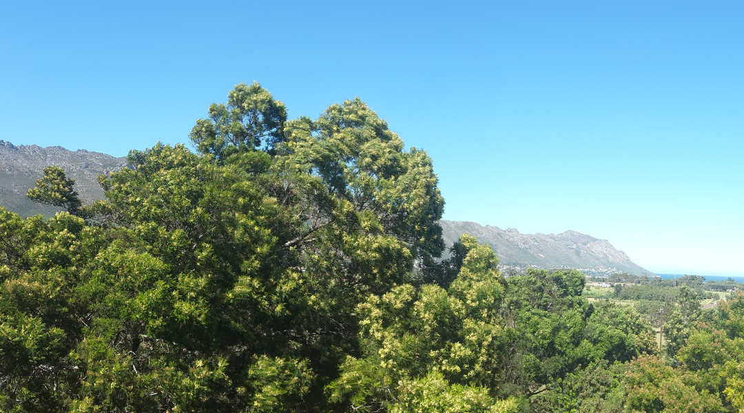 view Gordons Bay