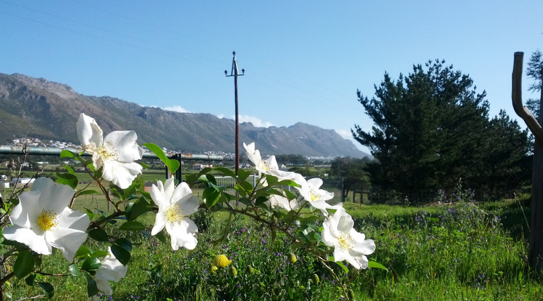 Hottentots- Hollands- Mountains